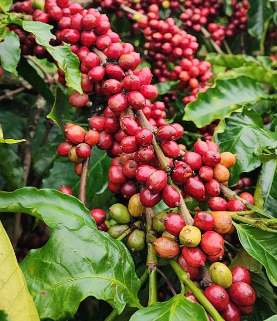 SẢN PHẨM HỮU CƠ ĐƯỢC TRỒNG THEO TIÊU CHUẨN QUỐC TẾ